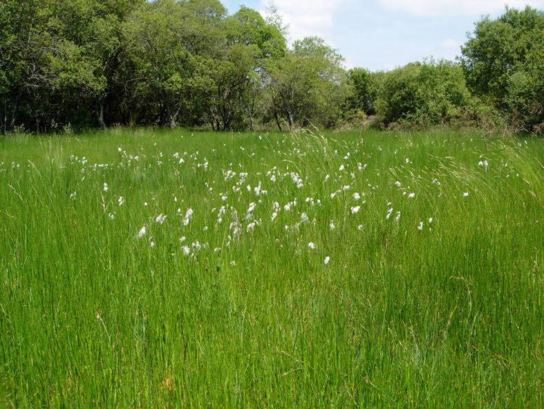 prairie humide