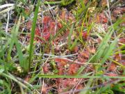 drosera
