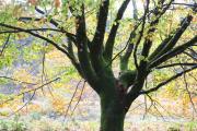 tourbiere2