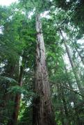 arboretum-4