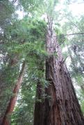 arboretum-5
