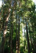 arboretum-6
